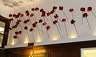 Image of CCF Poppies